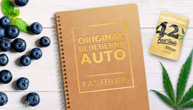 Гроурепорт сорта конопли Original Blueberry Auto fem от FastBuds