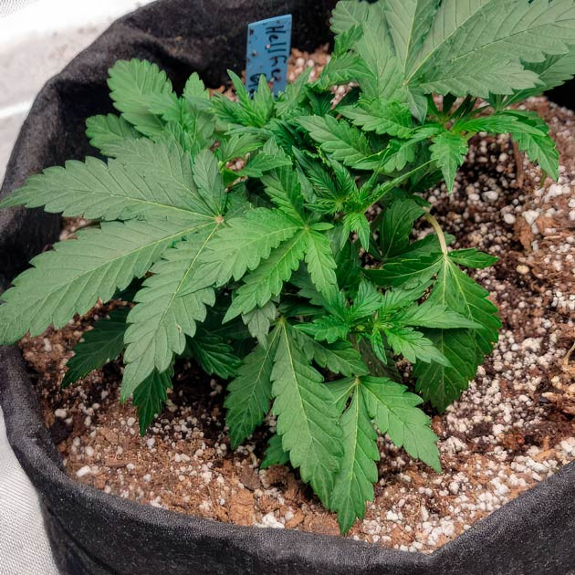 Тренировки каннабиса Куст Hellfire OG Auto от 7CH American на 3 неделе