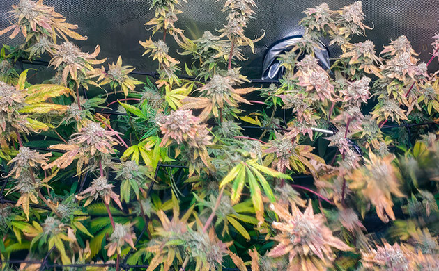 18 неделя выращивания марихуаны