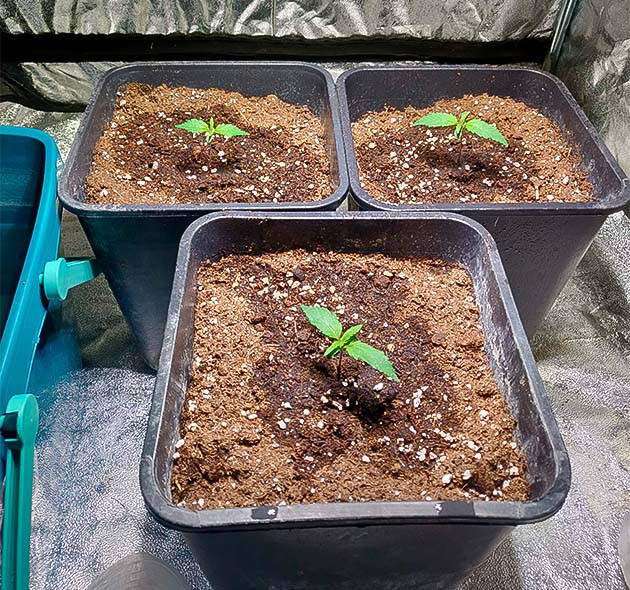 Проращивание Zkittlez Auto