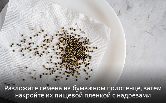 Подготовка поверхности для семян микрозелени конопли Подготовка к проращиванию микрозелени конопли