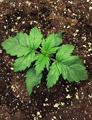 Развитие куста на второй неделе выращивания Формирование зеленой массы