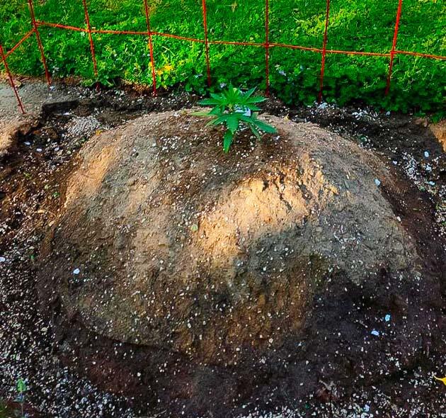 Конопля GG4 Sherbet FF на второй неделе после высадки