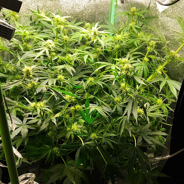 Куст каннабиса заполнивший все пространство гроубокса