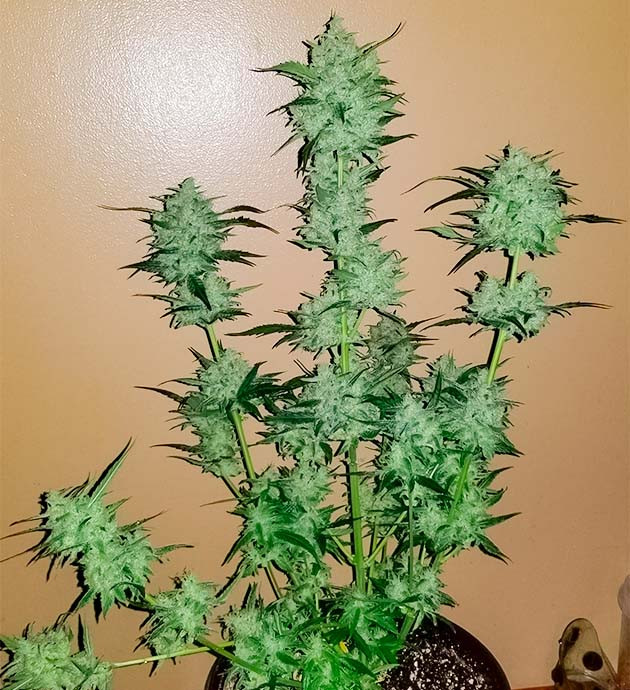 Сбор урожай с куста Original Auto Sour Diesel предхарвест кустов Original Auto Sour Diesel