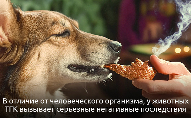 Влияние ТГК на домашних питомцев