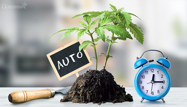 Как вырастить автоцвет Автоцветущая конопля