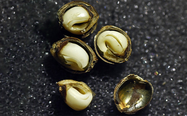 Механическое вскрытие семени