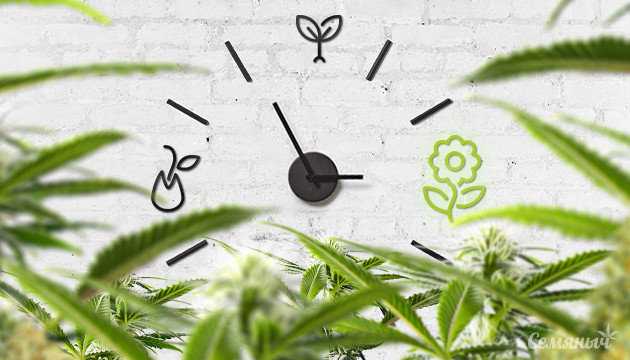 Цветение автоцветущих сортов каннабиса