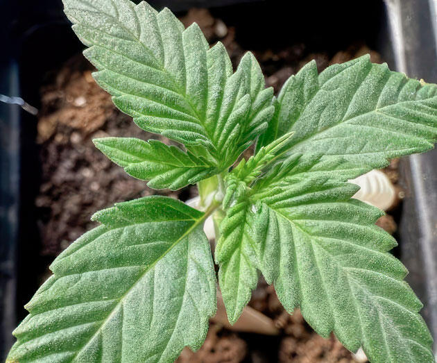 Растишка Jealousy Kush fem на 2 неделе выращивания