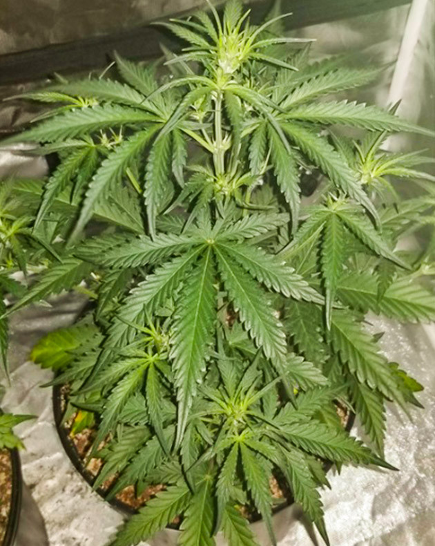 Начало цветения на 4 неделе выращивания Появление точек роста шишек