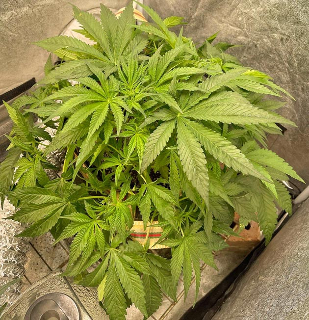 Куст Cherry Cola Auto на стадии вегетации