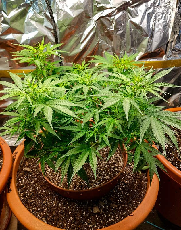 Перевод на цветение куста Zkittlez Auto