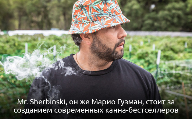 История успеха сорта Gelato и его создателя Mr.Sherbinskis