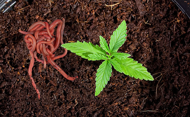 Черви: идеальное улучшение почвы