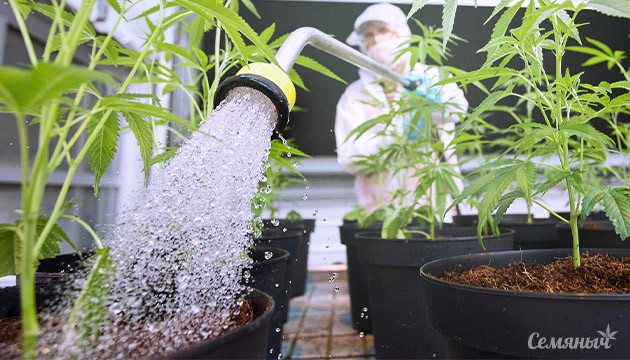 Полив в индоре