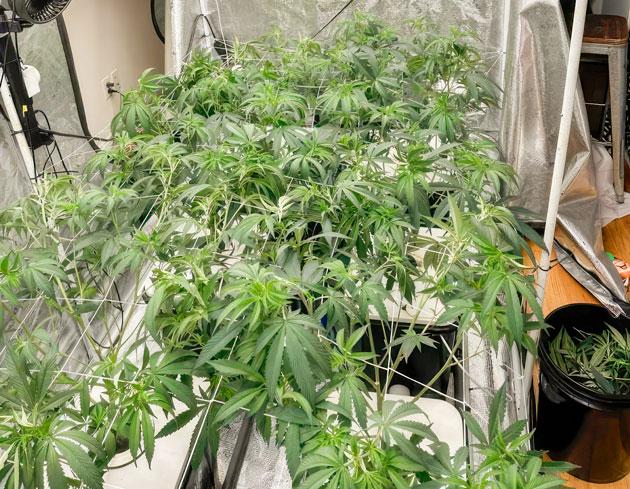 Конопля под сеткой ScrOG