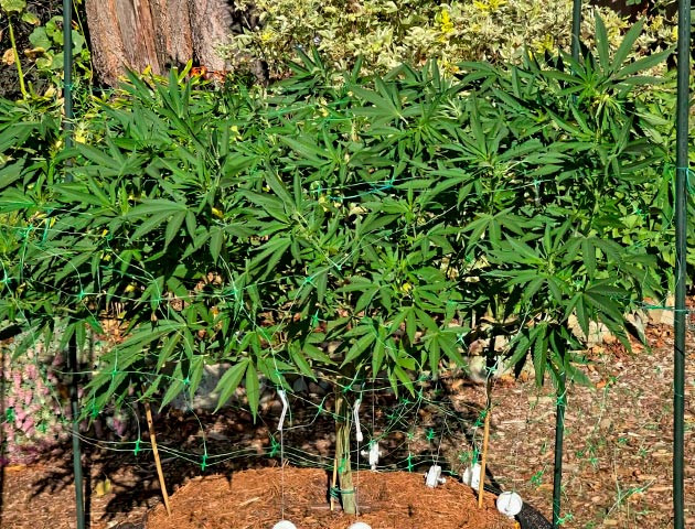 Куст Gorilla Cookies FF от FastBuds на 18 неделе