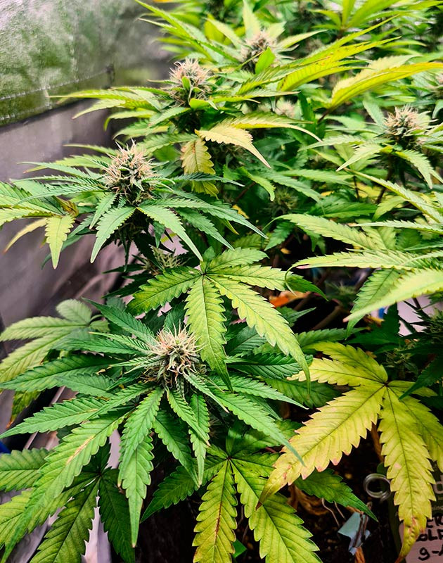 Завершение выращивания Cherry Cola Auto Выращивание Cherry Cola Auto на завершающей стадии