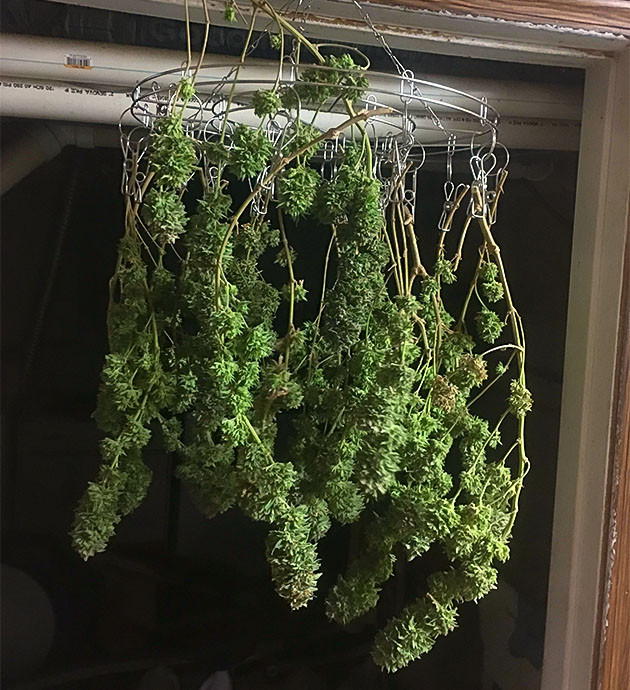 Последние недели с Sapphire OG Sapphire OG: промывка куста перед сбором урожая