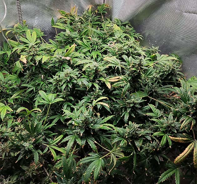 Растение на 13 неделе выращивания