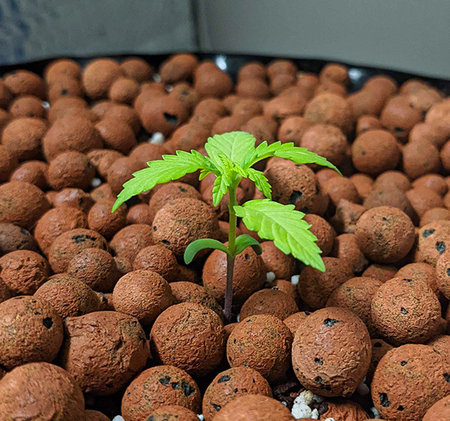 Мутация из-за плохого освещения Один лист после семядоли