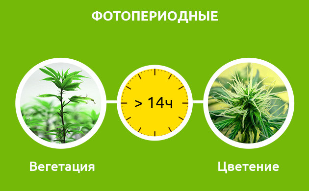 Цветение с сокращением светового дня