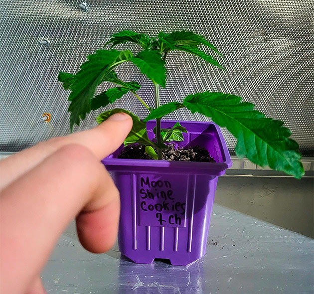 Подготовка марихуаны к пересадке Вегетация конопли