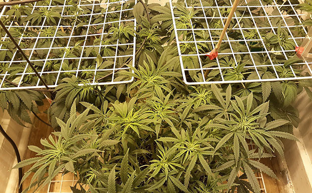 Общее фото трех фотопериодных кустов