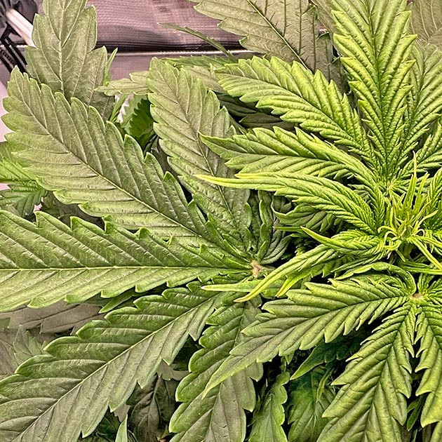 Конопля ростом 38 см