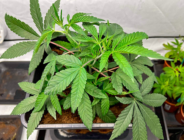 Пересадка в горшок и появление трипсов Куст Marshmallow OG на стадии вегетации