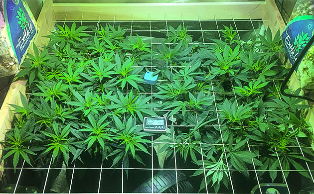 Подготовка Sapphire OG к цветению Sapphire OG: заполнение сетки и переключение света