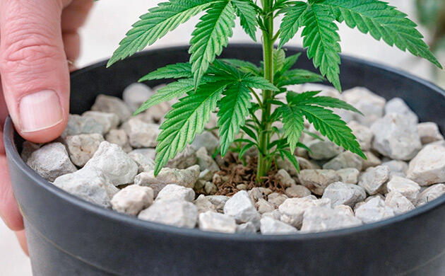 Использование пеностекла в качестве мульчи Пеностекло в качестве мульчи