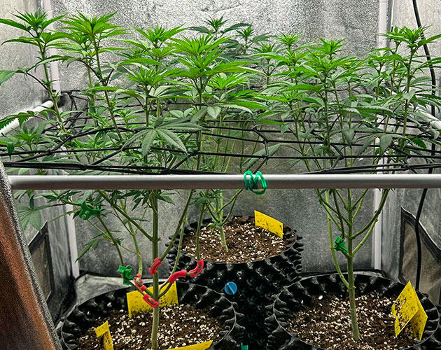 Дефолиация конопли Марихуана на 8 неделе роста