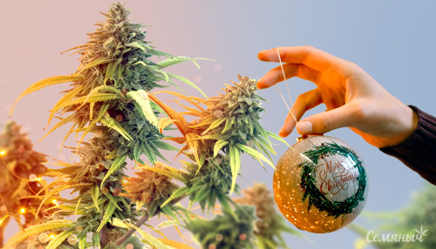 Канна-ёлка 2024 на форуме Семяныча