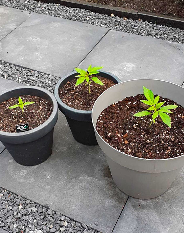 Нашествие улиток Растишки Guava Auto от FastBuds на 3 неделе