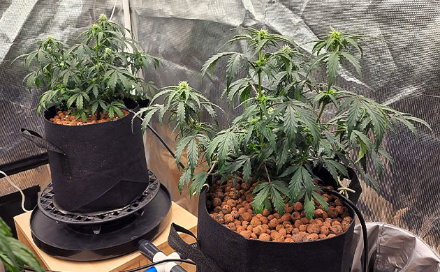 Полив кустов CBD Auto 20:1 системой автополива