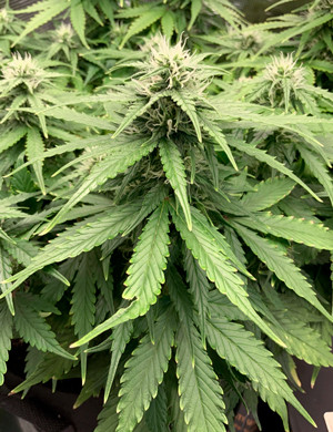 Шишка Bruce Banner Auto