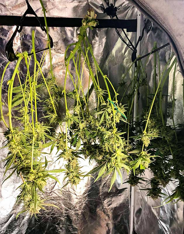 Gelato Auto дневник по выращиванию