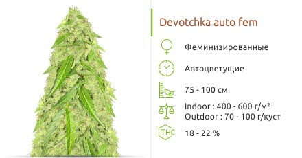 Devotchka auto от Doctor’s Choice