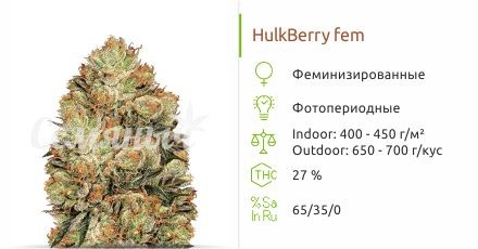 HulkBerry fem (Royal Queen Seeds)