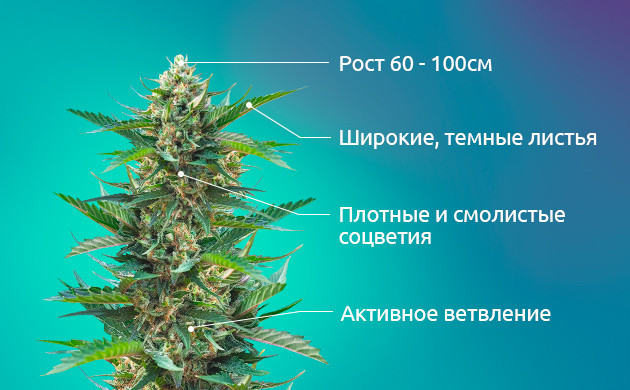 Сравнение сативы и индики каннабиса Характеристики Индики: листва, рост, цветение.