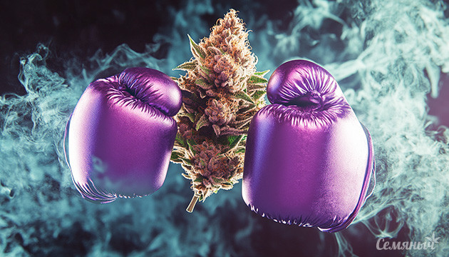 Purple Punch: канна-легенда История и характеристики Purple Punch