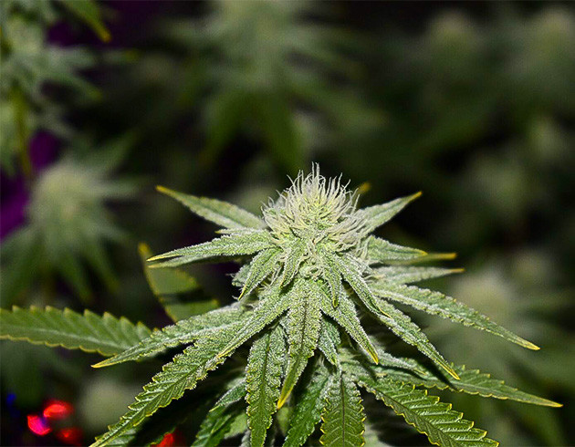 Blueberry Muffin: признаки дефицита