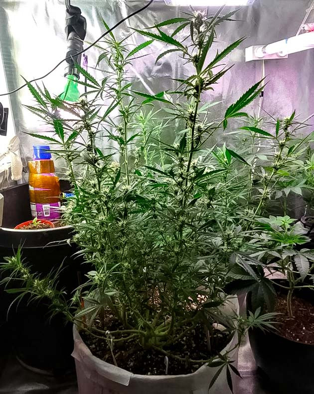 Godfather OG Auto ростом 70 см