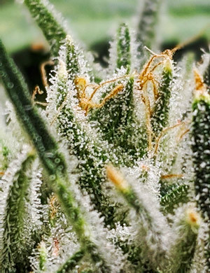 Янтарные трихомы Girl Scout Cookies auto fem