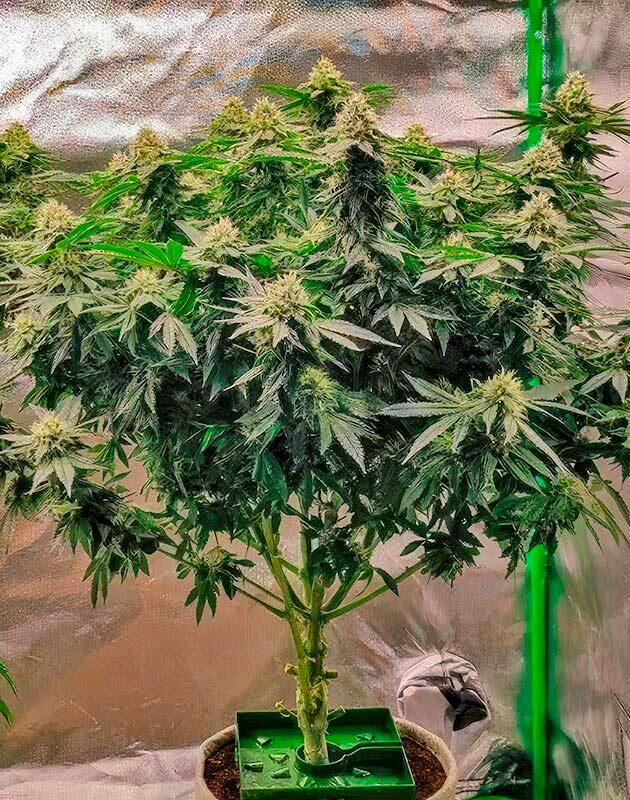 Смола на шишках и запах конопли Куст 50 Dragons на 11 неделе выращивания