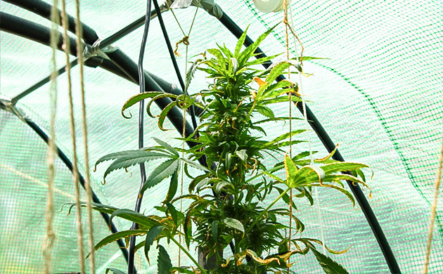 Pineapple Chunk на 16 неделе