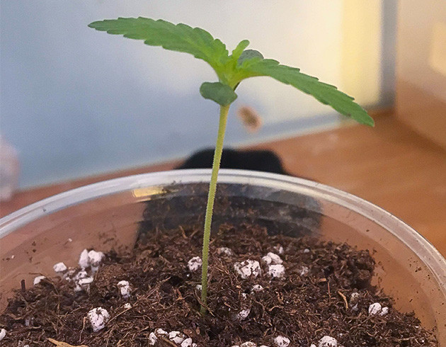 Проращивание семян конопли Strawberry Amnesia Проращивание Strawberry Amnesia