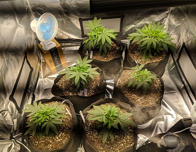 Перемещение автиков на улицу